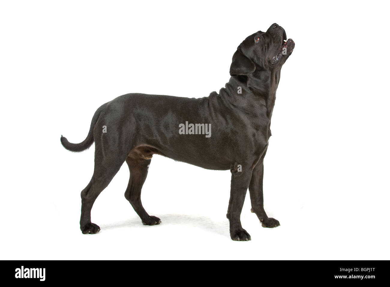 Acercamiento de caña negra Corso perro aislado sobre fondo blanco. Foto de stock