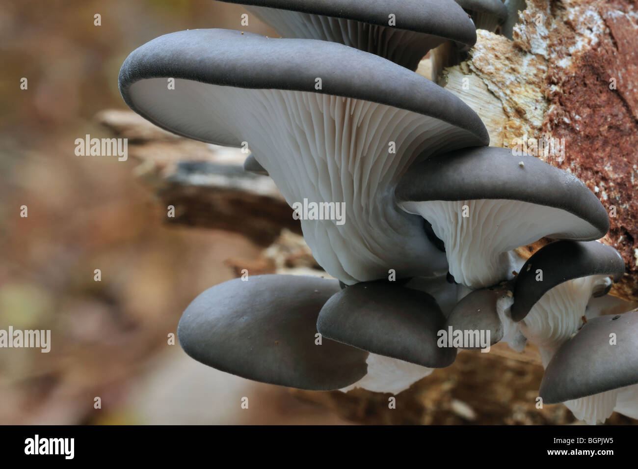 Setas Ostra / soporte (hongo Pleurotus ostreatus) creciendo sobre tronco de árbol en el bosque Foto de stock