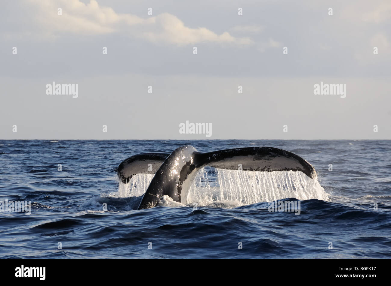 Una ballena jorobada hace un Fluke de bucear en aguas hawaianas Foto de stock