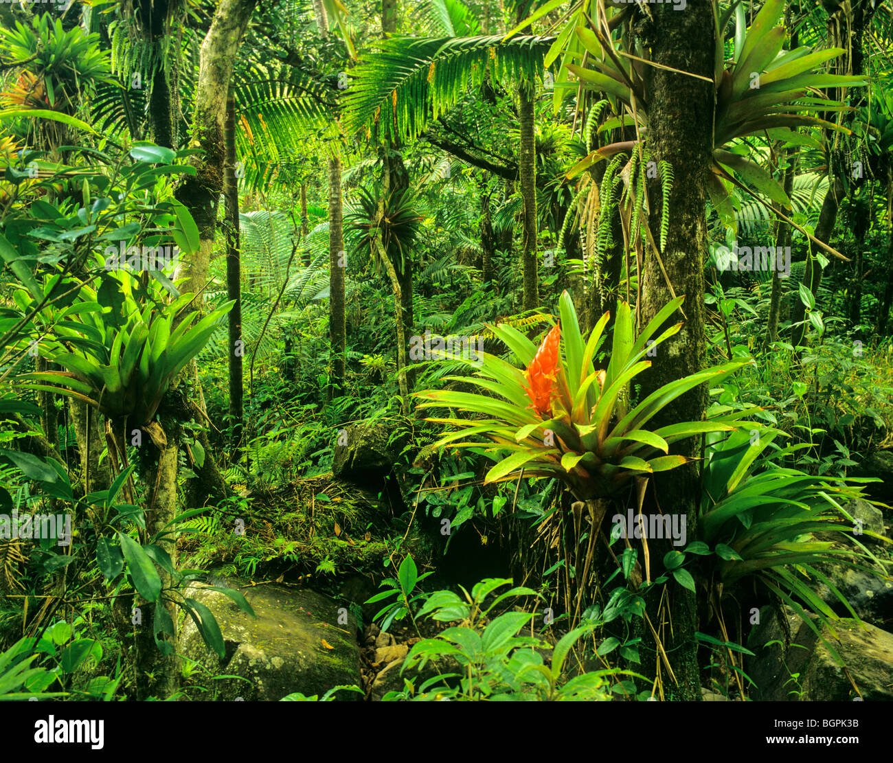 El Yunque Rainforest, bromelias floración en bosque, el Bosque Nacional