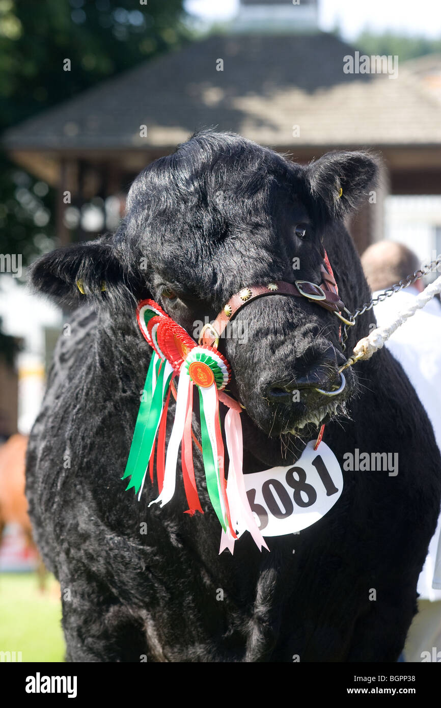 Un Toro Negro parece Quizzical galés en el Royal Welsh Show Foto de stock