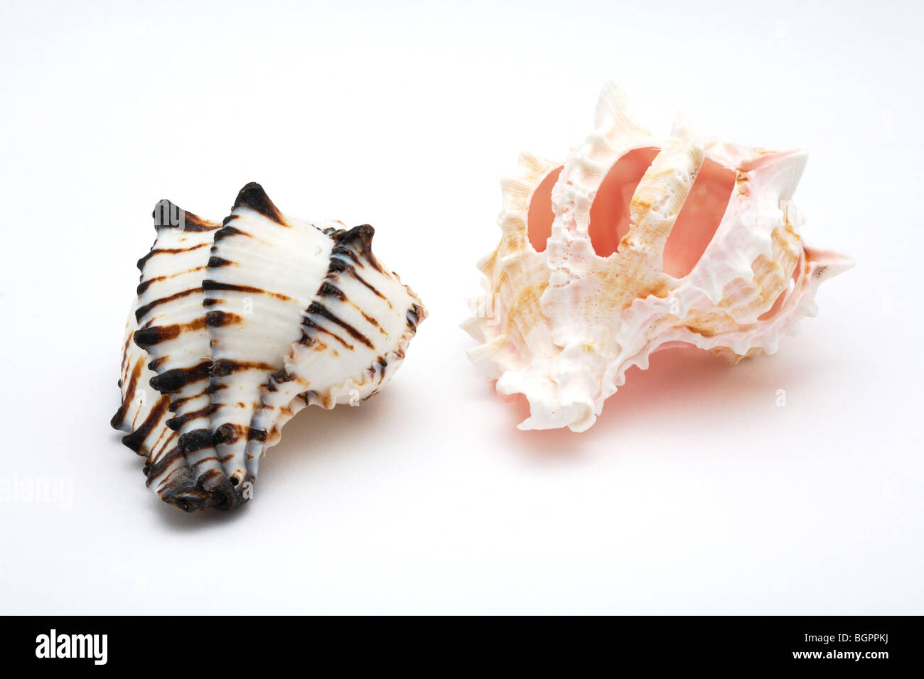 Caracolas conchas de mar sobre fondo blanco. Foto de stock