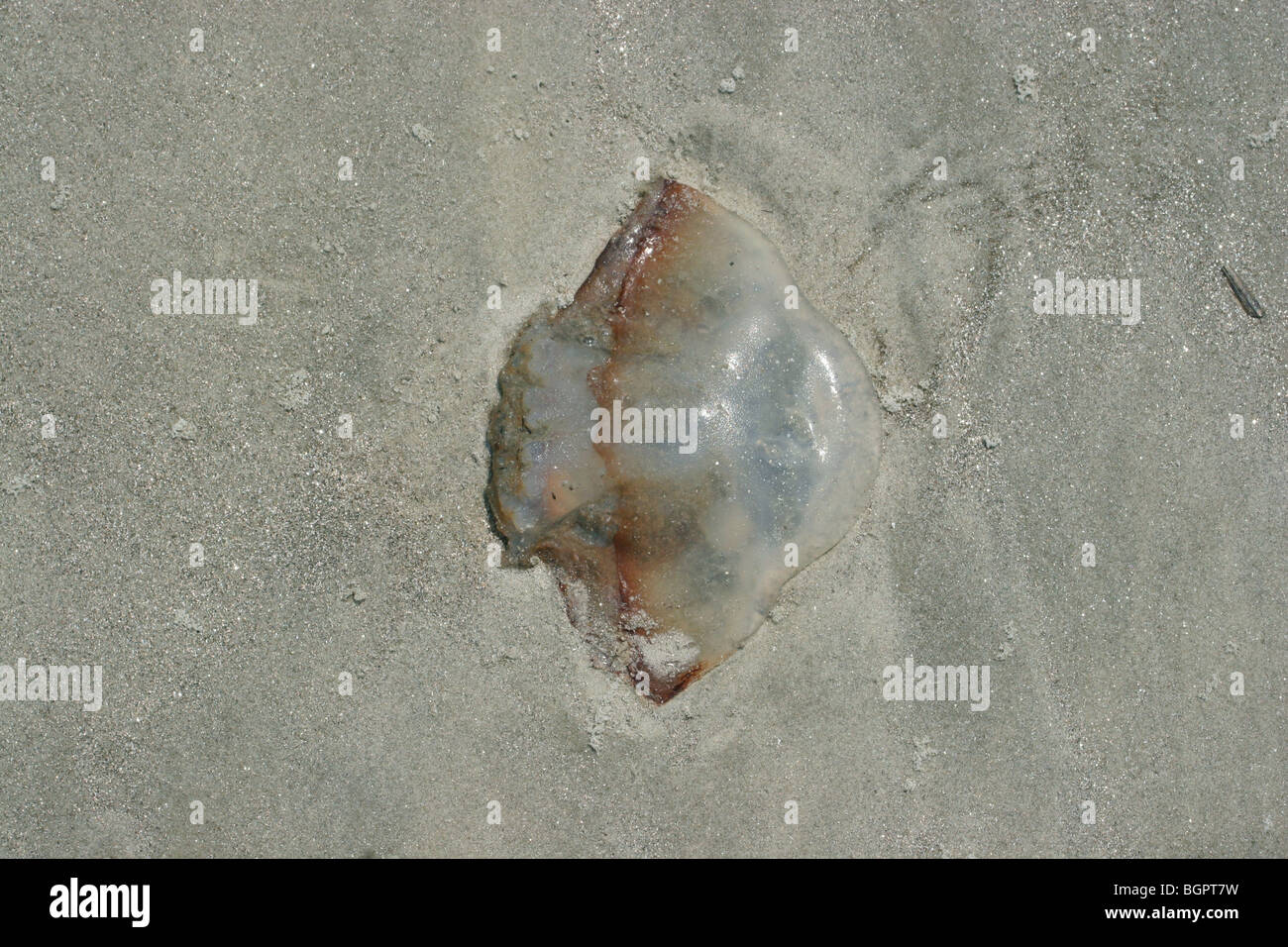 Luna medusa Aurelia aurita arrastrados hasta la playa del Océano Atlántico E EE.UU., por Dembinsky Foto Associates Foto de stock