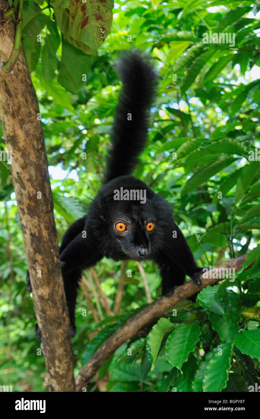 Lemur negro (Eulemur macaco macaco), macho, Lokobe Naturaleza Reserva Especial, Nosy Be, en el norte de Madagascar Foto de stock