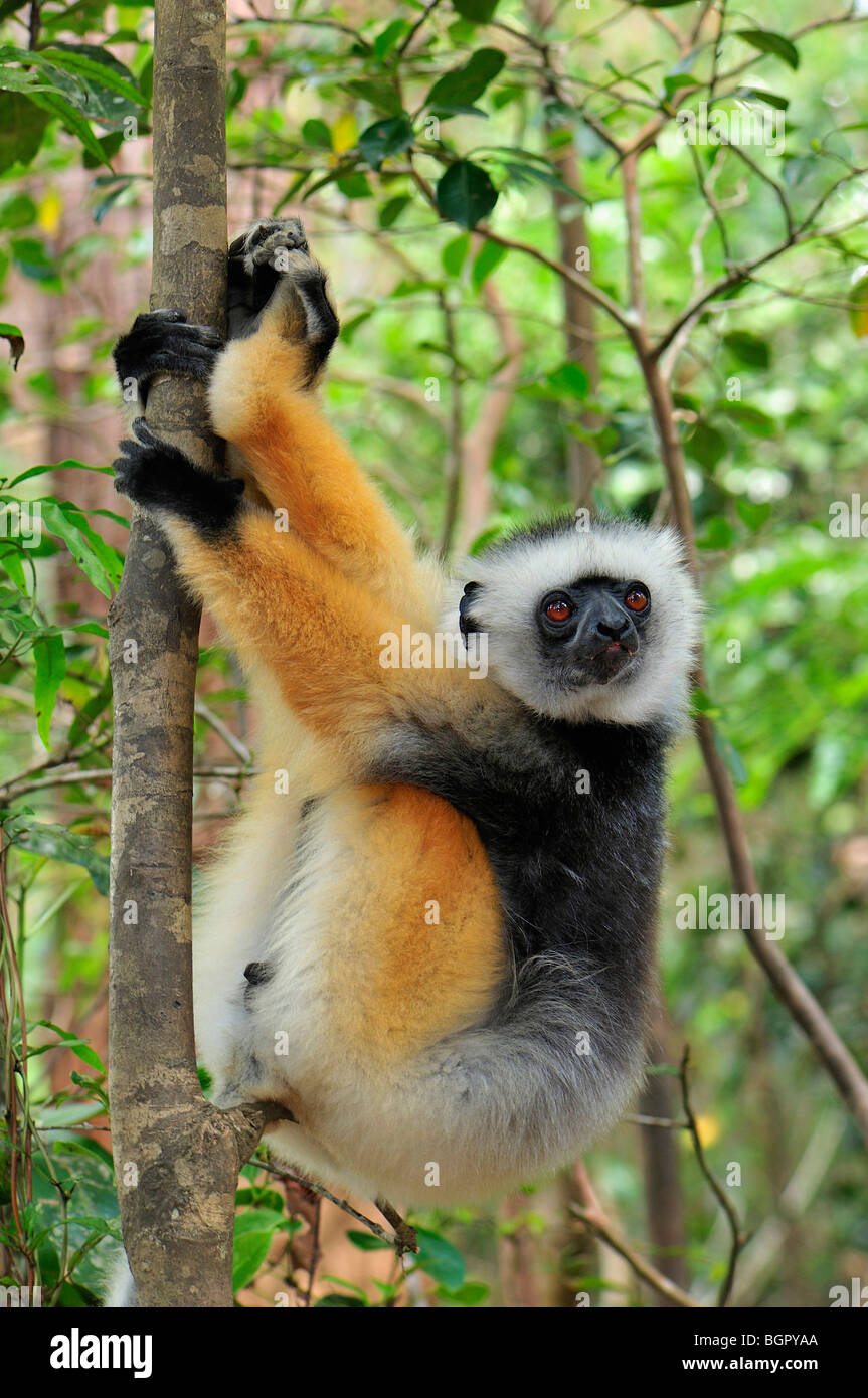 Diademed Sifaka (Propithecus diadema), adulto, Parque Nacional de Andasibe-Mantadia Madagascar Foto de stock