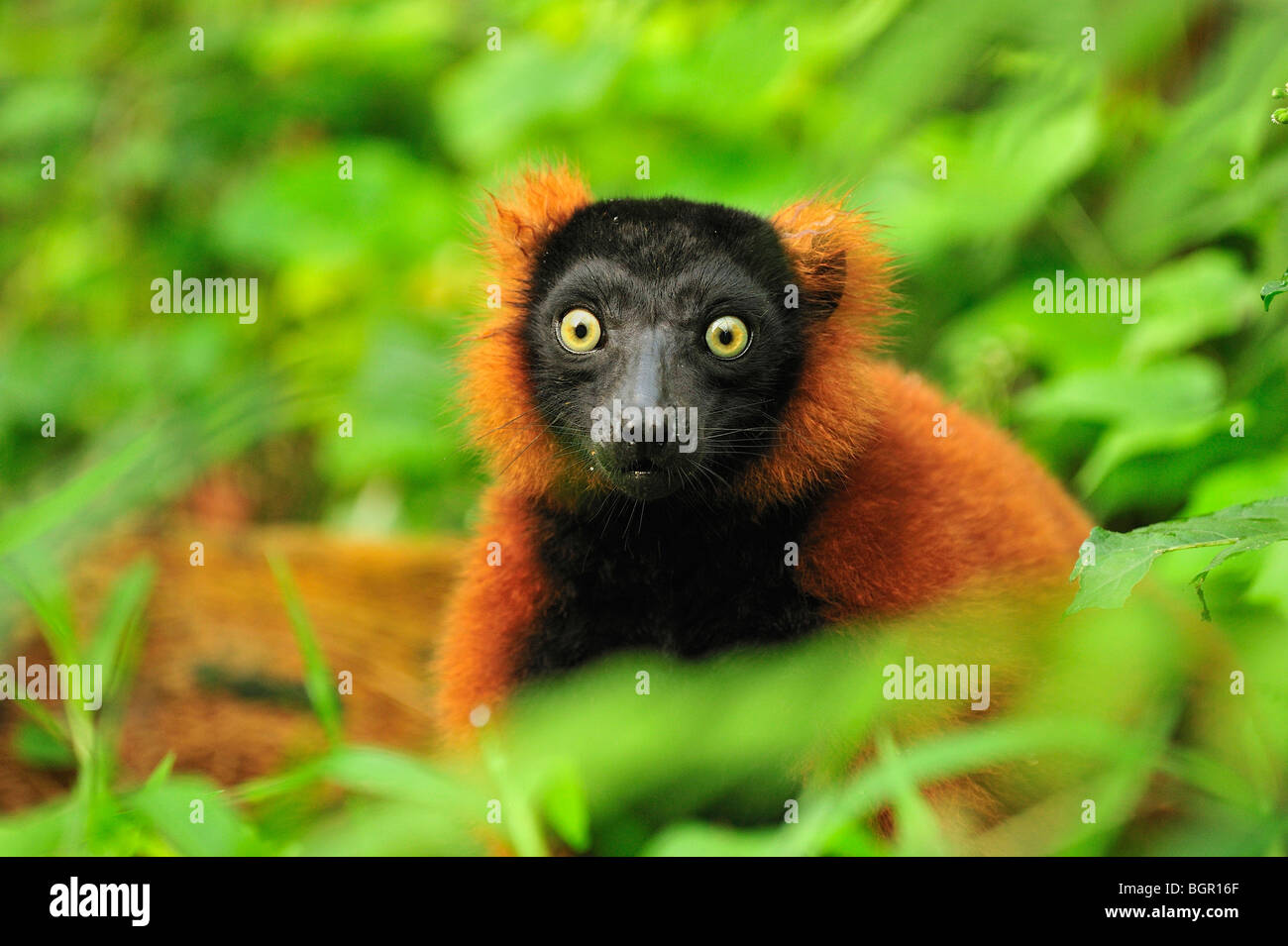 Rojo Ruffed Lemur (Varecia rubra), el adulto, el Parque Nacional de Masoala, Madagascar Foto de stock