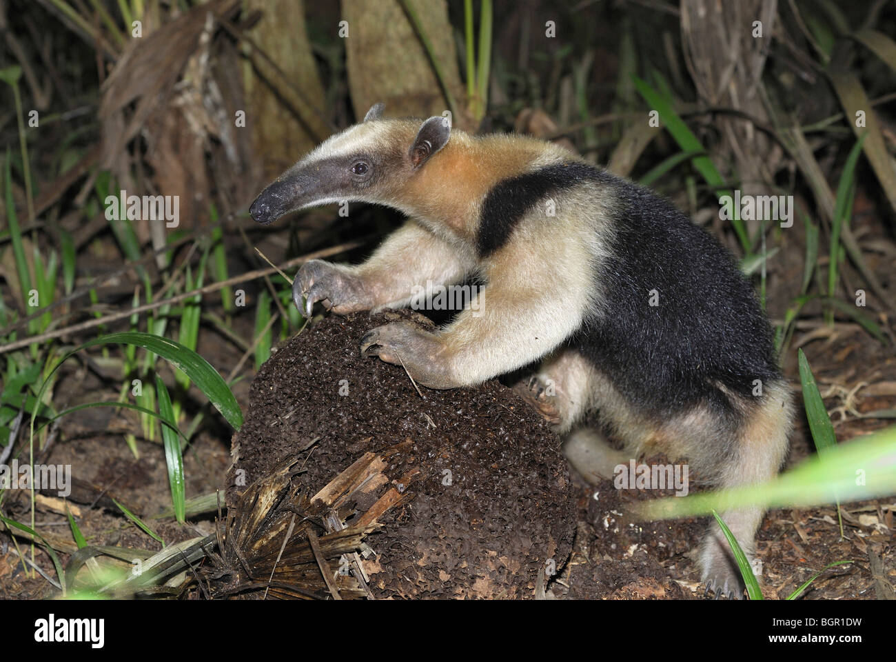 Sur de Tamandua o menor el oso hormiguero (Tamandua tetradactyla), adultos comiendo en un nido de termitas, Belice Foto de stock