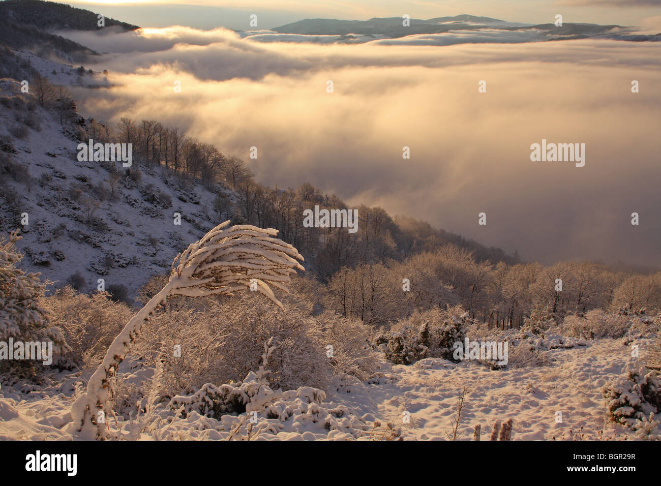 Parque Nacional de los Balcanes centrales, invierno, Bulgaria Foto de stock