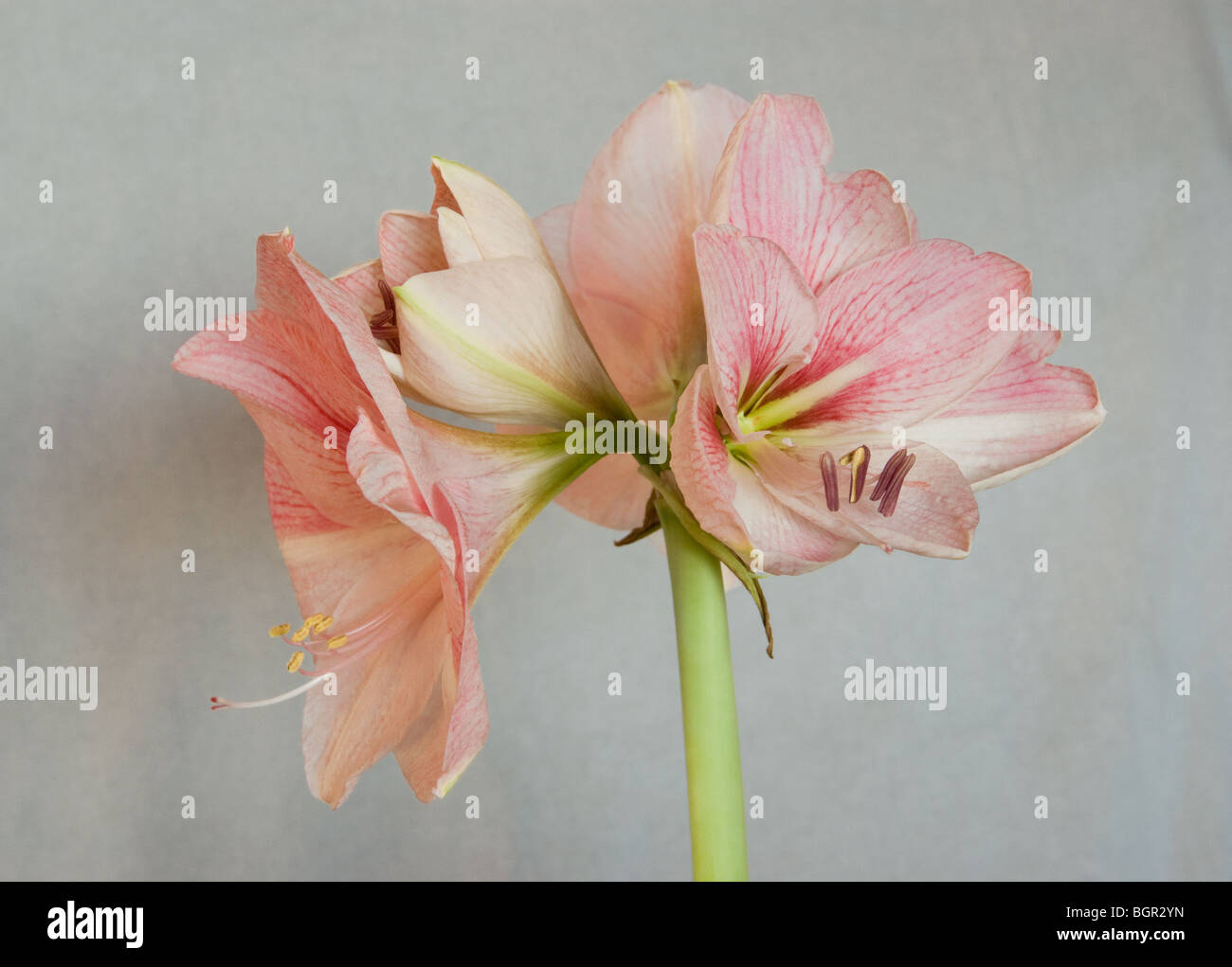 Flores de color rosa amaryllis Foto de stock