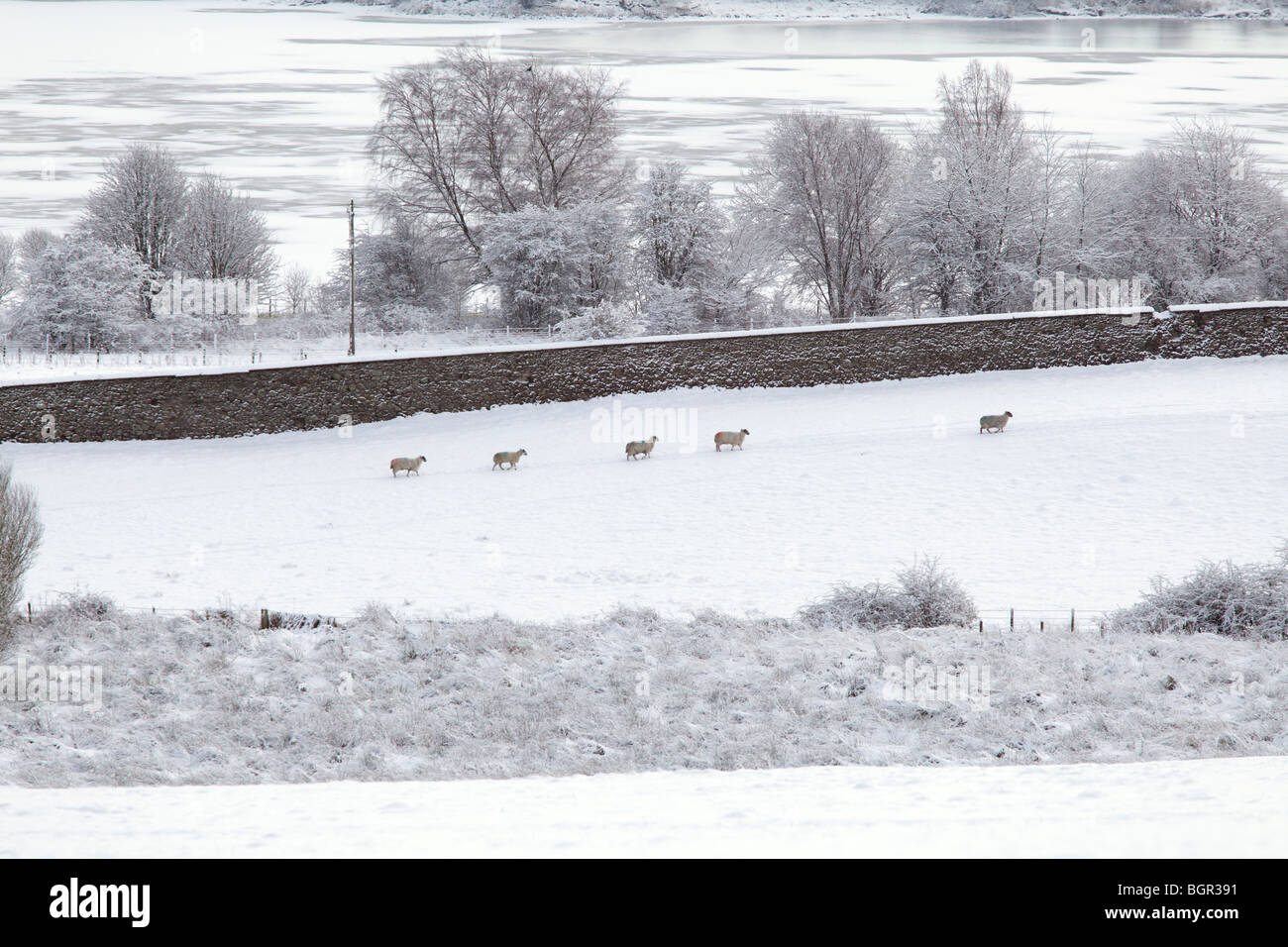 Ovejas en un campo de fam cubierto de nieve en invierno, Escocia, Reino Unido Foto de stock