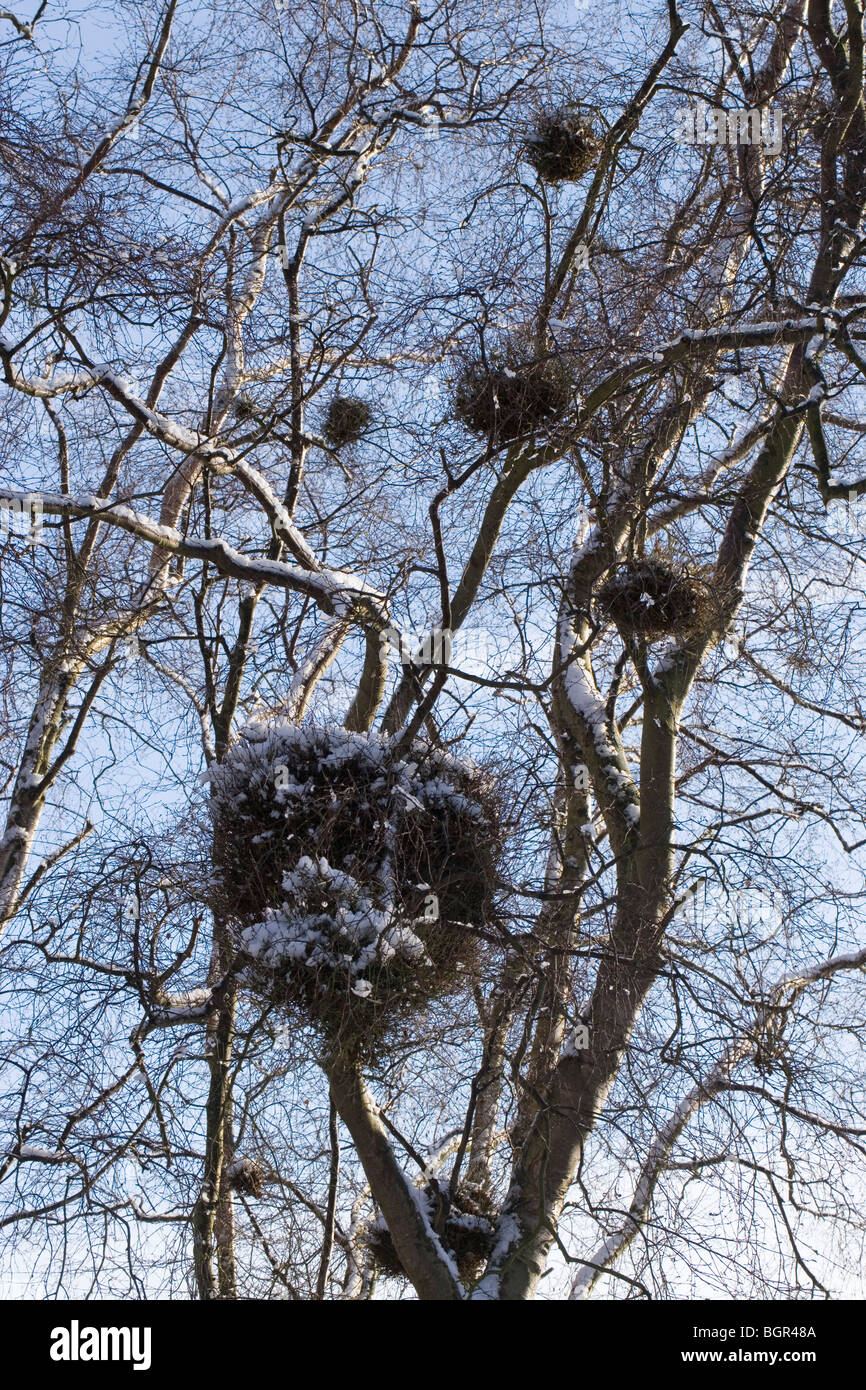 El mildiú o pilosa abedul (Betula pubescens) picadas o parasatized por "escoba de bruja", un hongo (Taphrina betulina), después de que la luz de la nieve Foto de stock