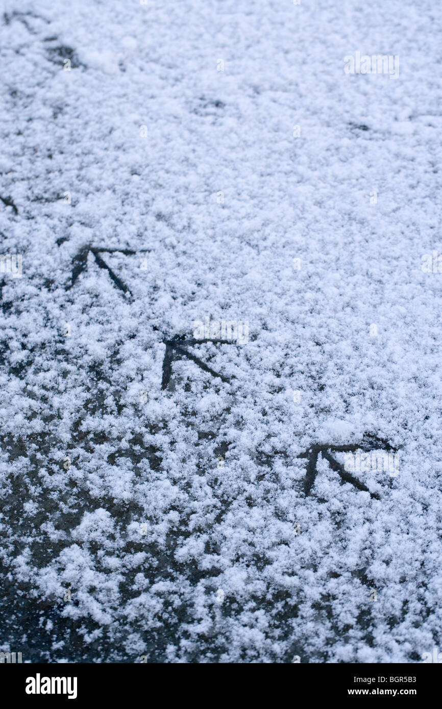 Polla de agua (Gallinula chloropus). Huellas en la nieve recién caída en el hielo de un estanque. El invierno. De enero. Foto de stock