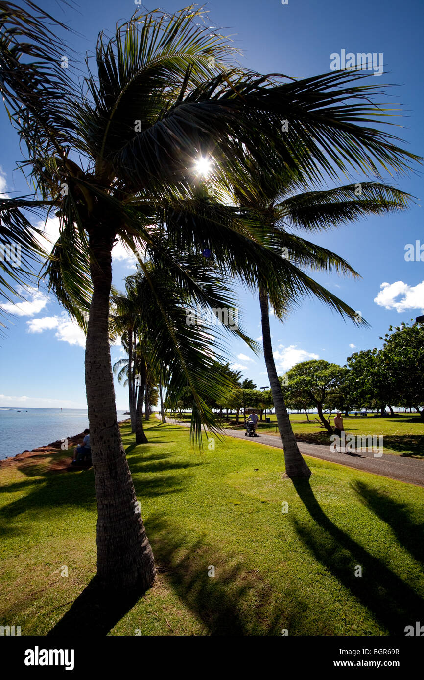 Palmeras en Ala Moana Park en la isla de Oahu, Hawaii Foto de stock