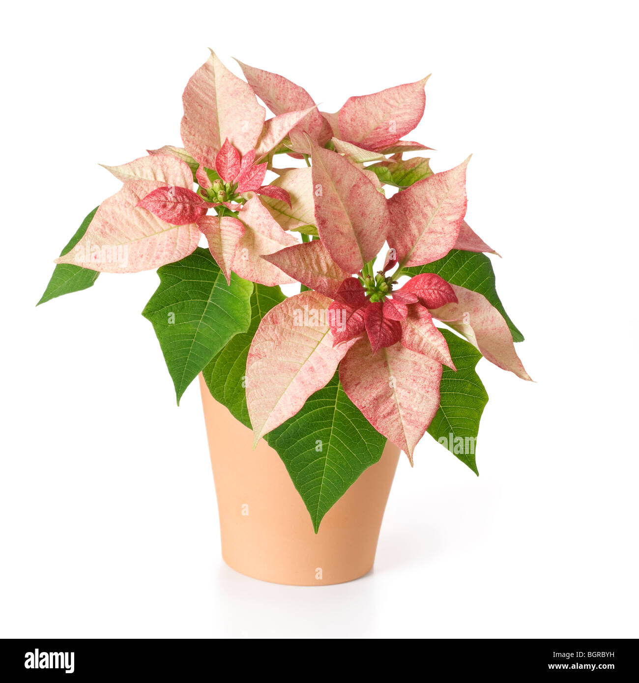 Color durazno poinsettia en cerámica pot Foto de stock