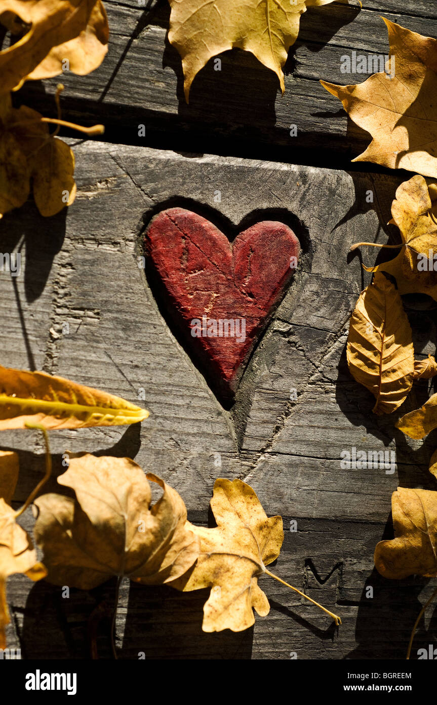 Un corazón tallado en árbol, cierre, Suecia. Foto de stock