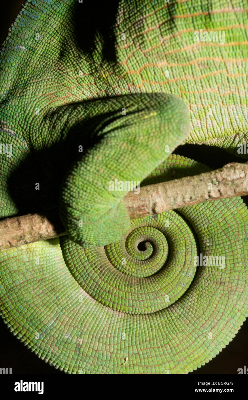 Camaleón de cola, Madagascar Foto de stock