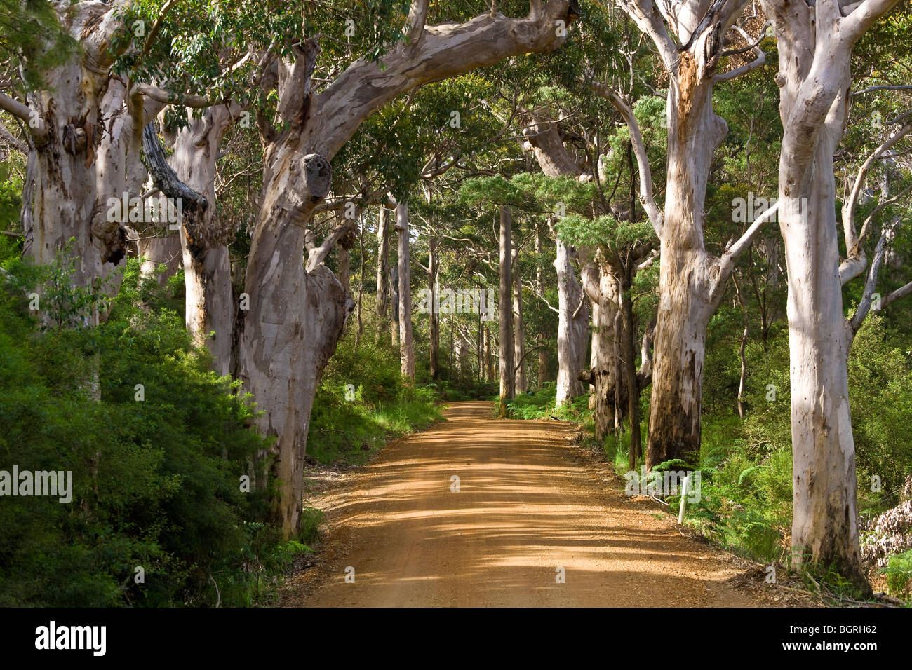 Avenida de árboles, West Cape Howe NP. Albany, en Australia Occidental. Foto de stock