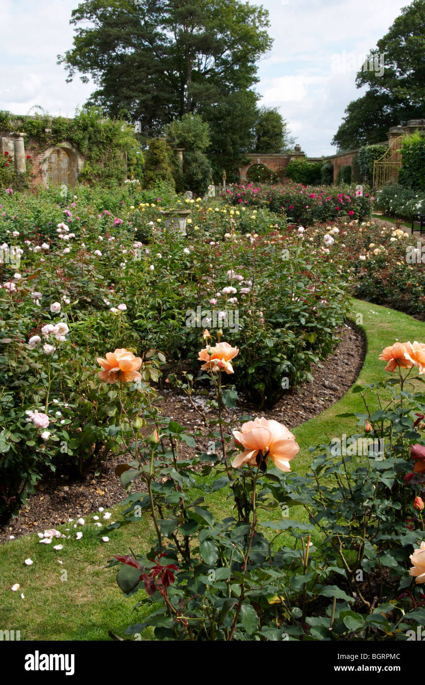 Un jardín de rosas de la campiña inglesa en verano Foto de stock
