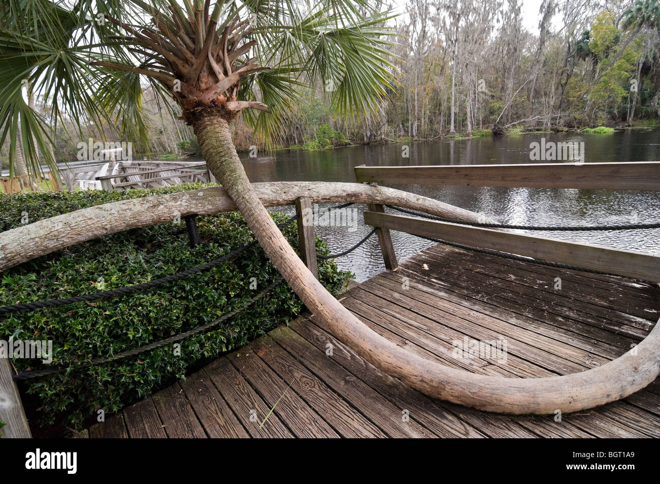 Famosa palmera sabal curvo en Silver Springs Florida Foto de stock