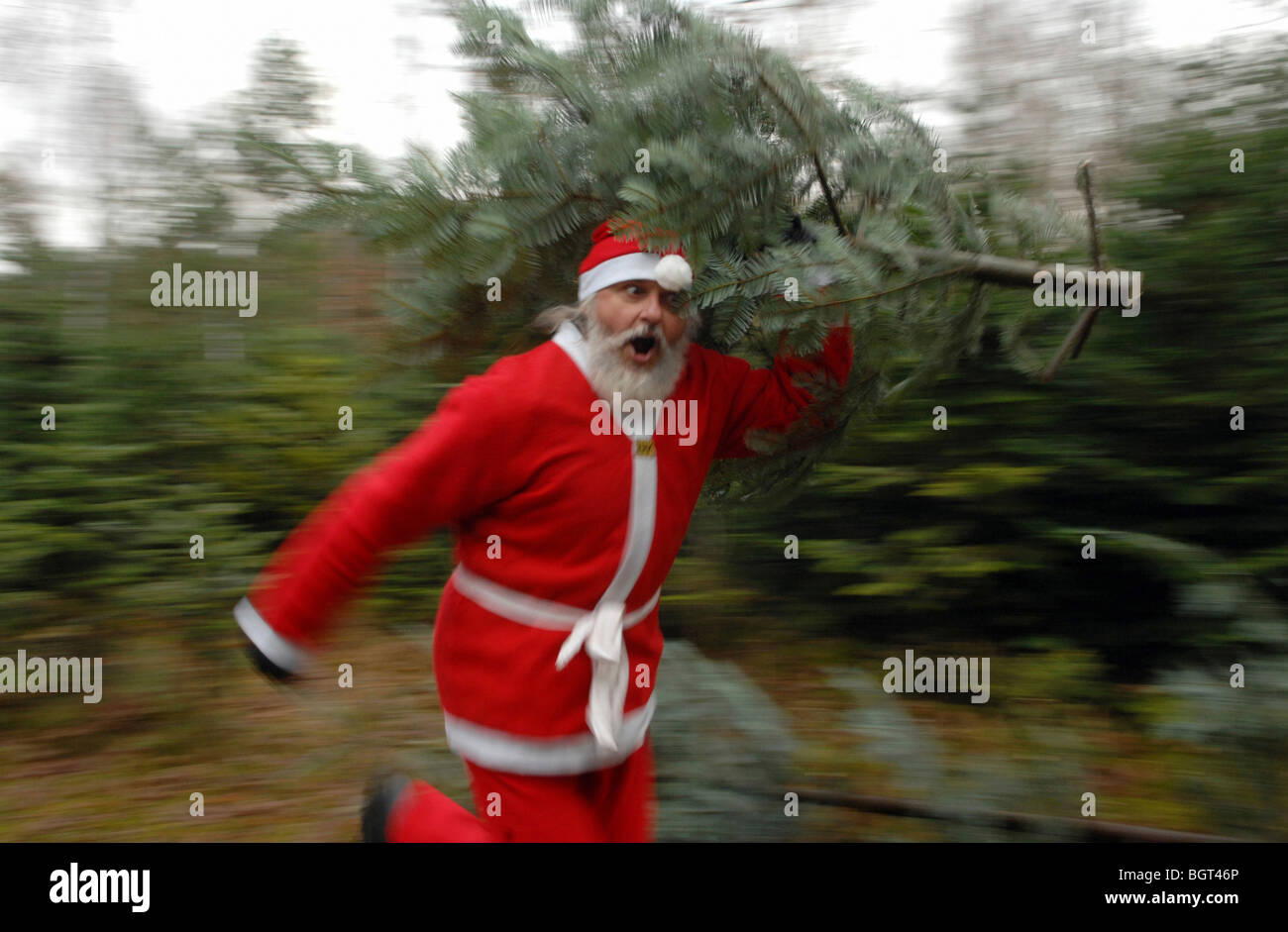 Santa Claus con un abeto Foto de stock