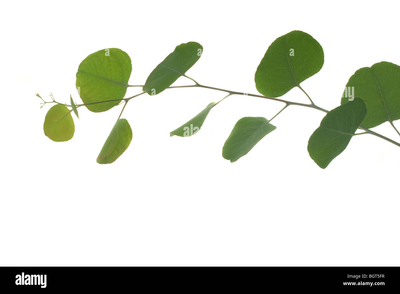 Jóvenes verdes hojas de eucalipto en una sucursal Fotografía de stock