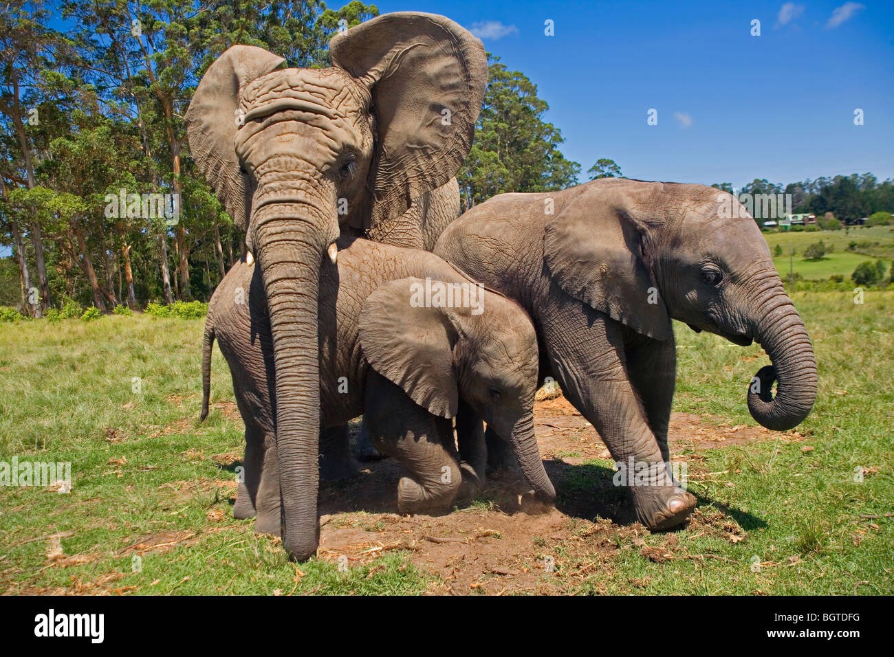 Los elefantes jugando en Knysna Elephant Park, Western Cape, Sudáfrica Foto de stock