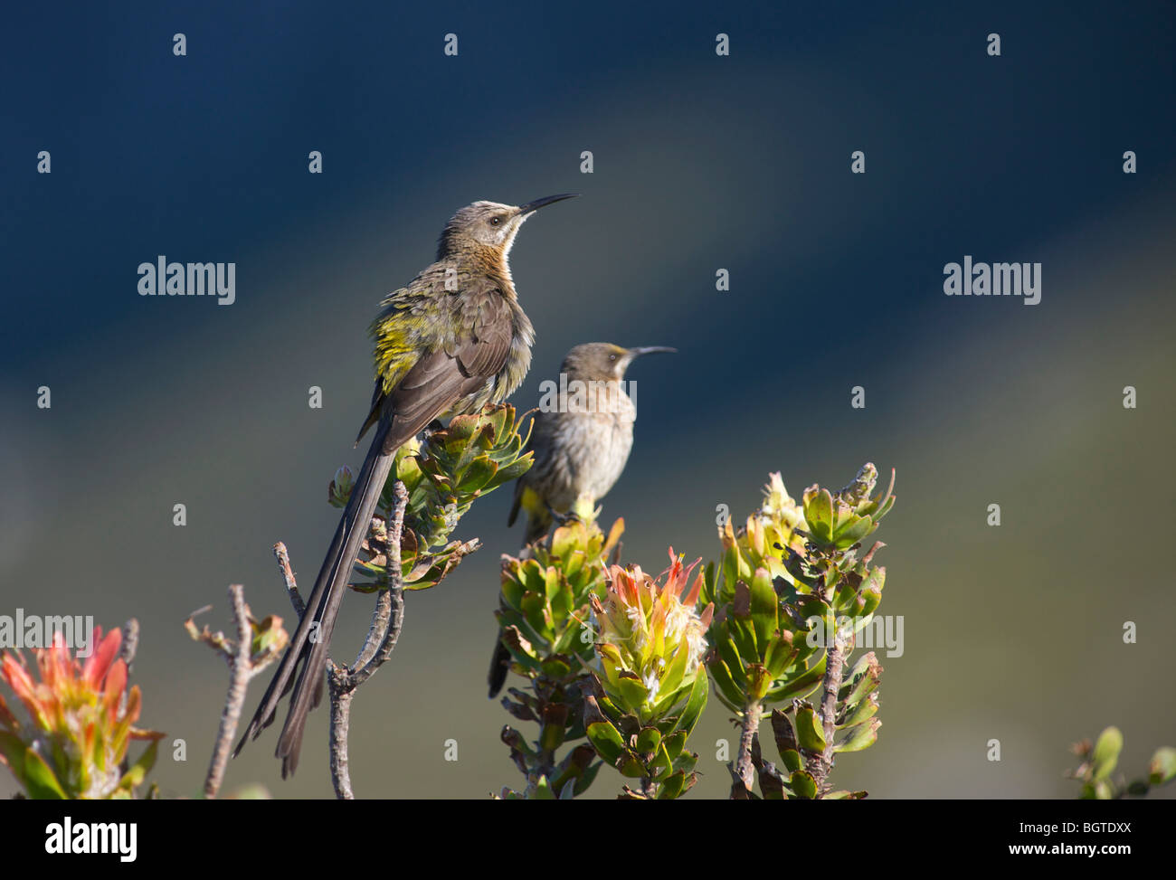 Cerca de Cabo Sugarbird (Promerops cafer), sentado en el Protea planta, Western Cape, Sudáfrica Foto de stock