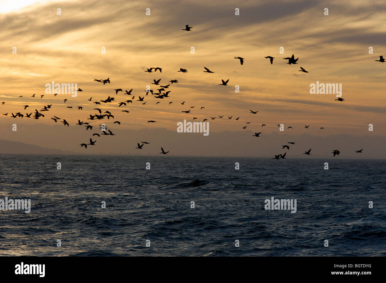 Vista lejana de aves volando para posarse, Laaiplek, Western Cape, Sudáfrica Foto de stock