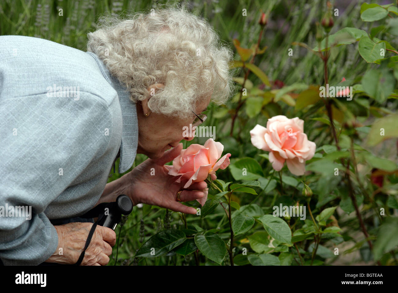 Mujer jubilada oler la fragancia de una rosa de té Foto de stock