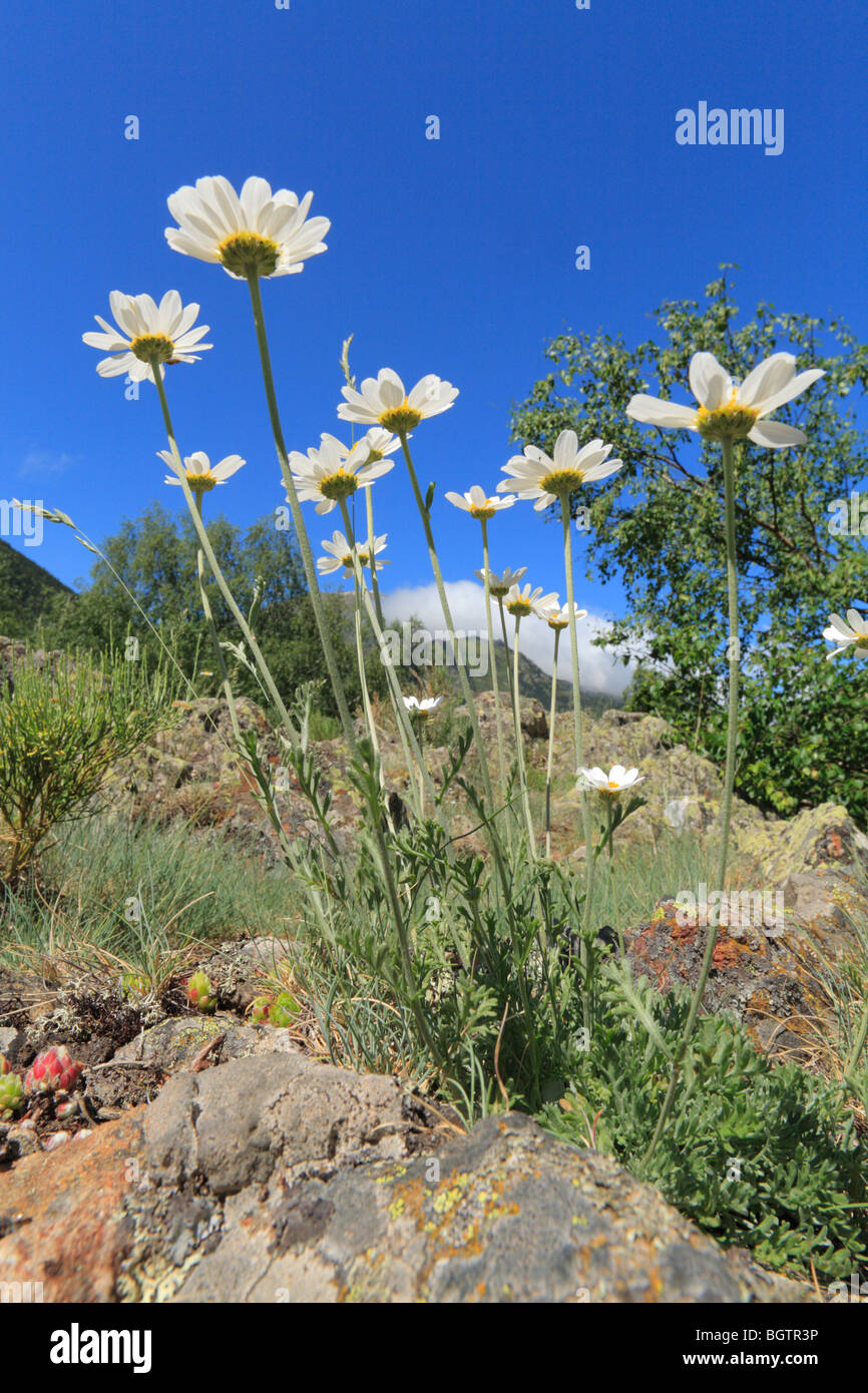 Luna Daisy (Leucanthemopsis alpina alpina) floración. Pirineos Orientales, Francia. Foto de stock