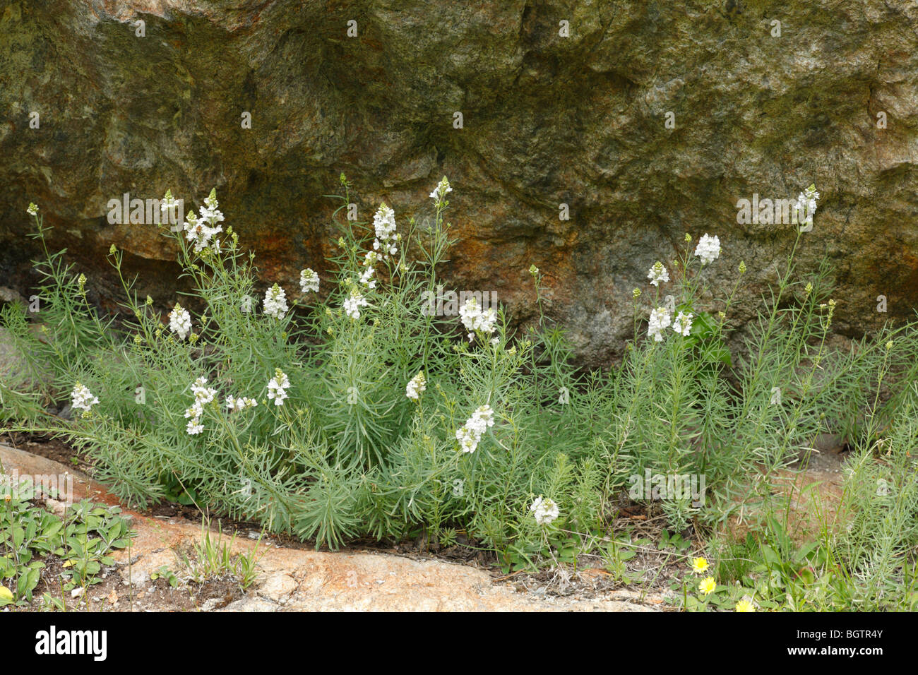 Toadflax pálido (Linaria repens) floración en una grieta de roca. Ariege Pyrenees, Francia. Foto de stock