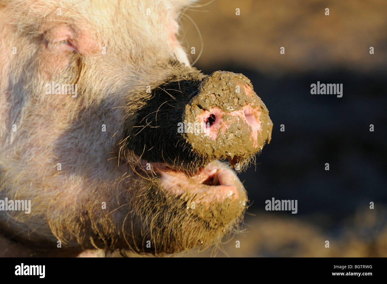 Cerdo doméstico (Sus scrofa domesticus) Hocico cubierto de barro, Oxfordshire, Reino Unido. Foto de stock