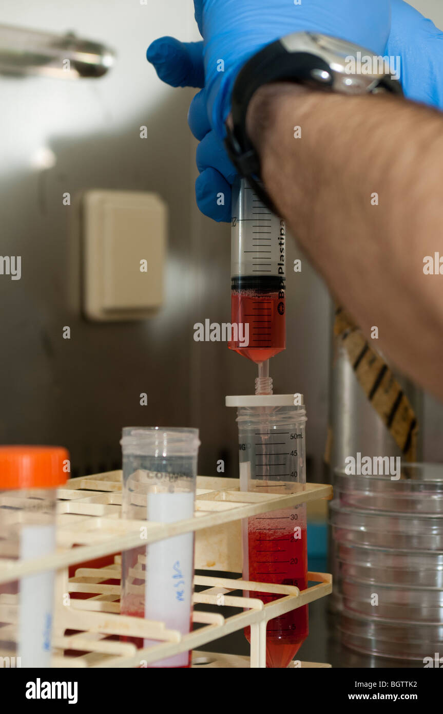 Investigaciones sobre el cultivo de células del laboratorio de microbiología Foto de stock