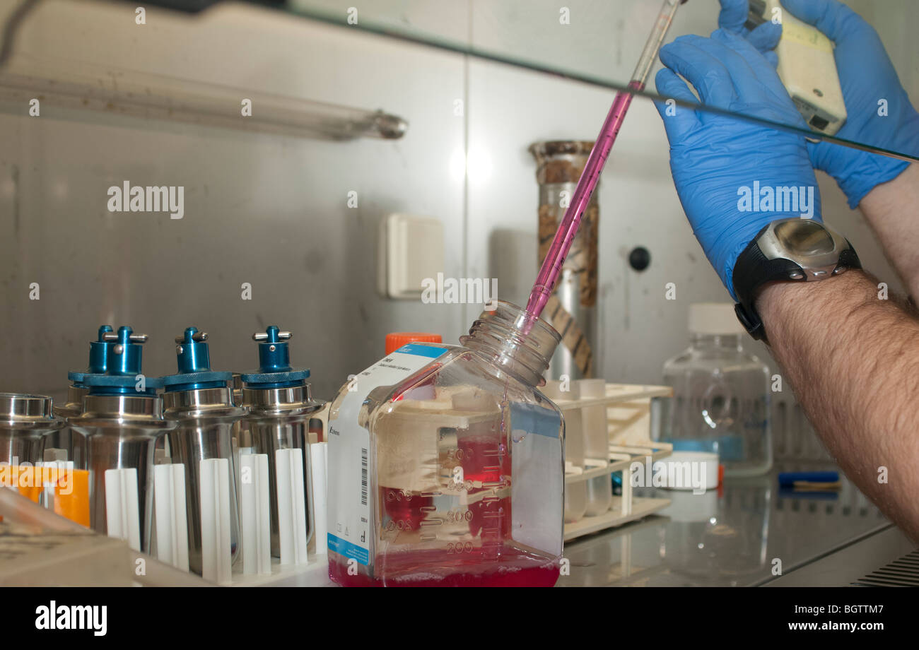 Investigaciones sobre el cultivo de células del laboratorio de microbiología Foto de stock