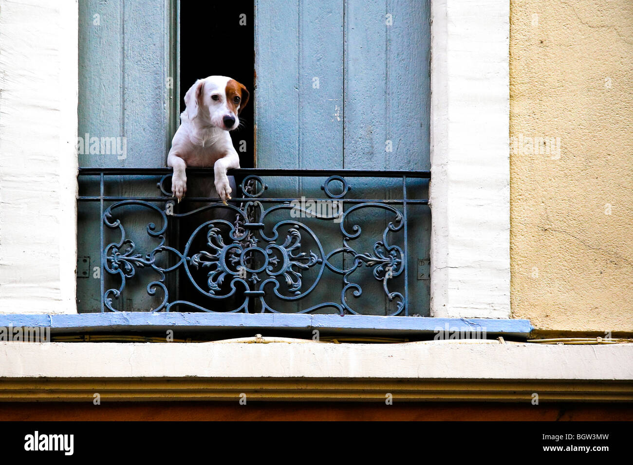 Un lindo perro francés se asoma de persianas abiertas Foto de stock