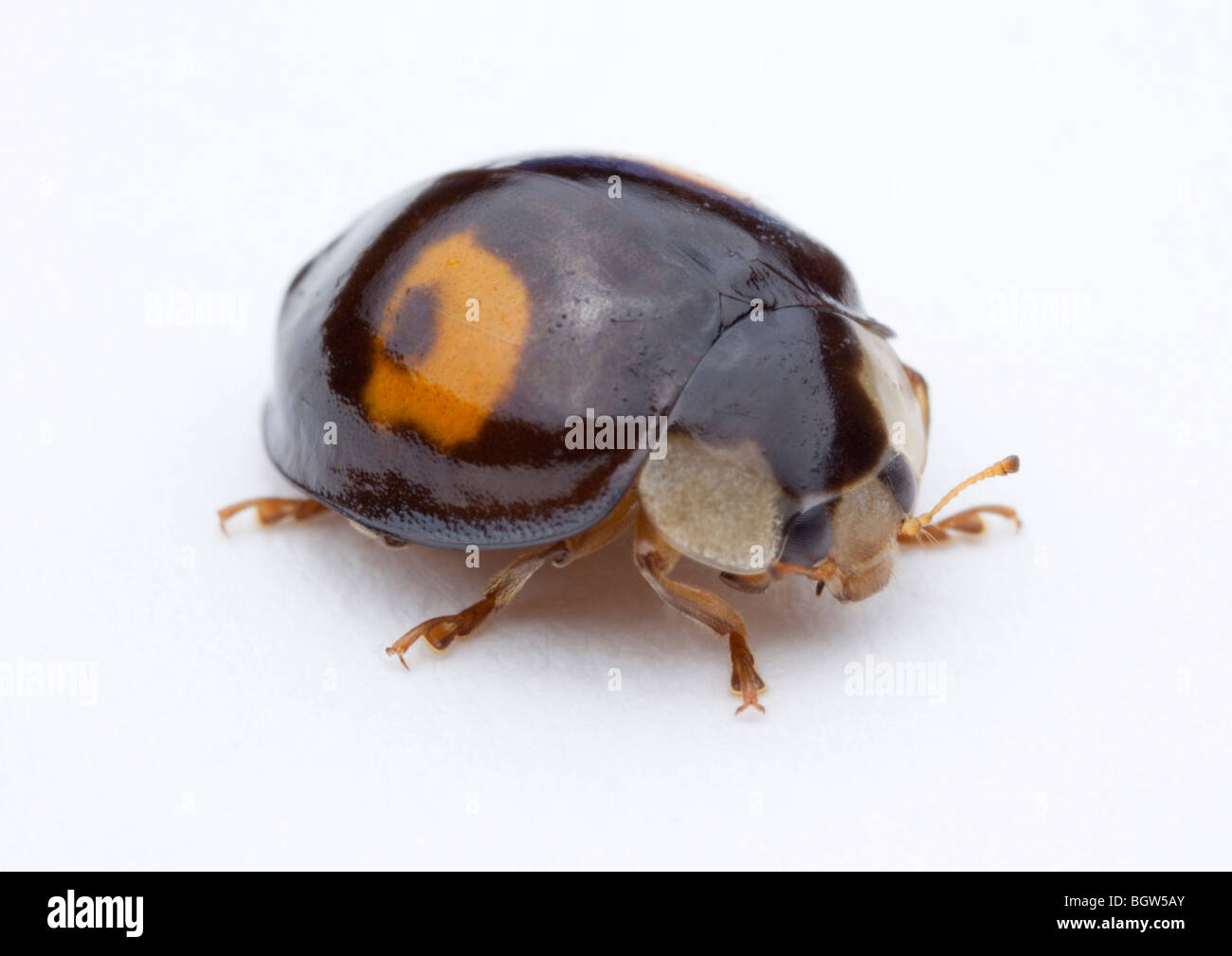 Chilocorus estigma apuñalado dos veces lady beetle / mariquita Foto de stock
