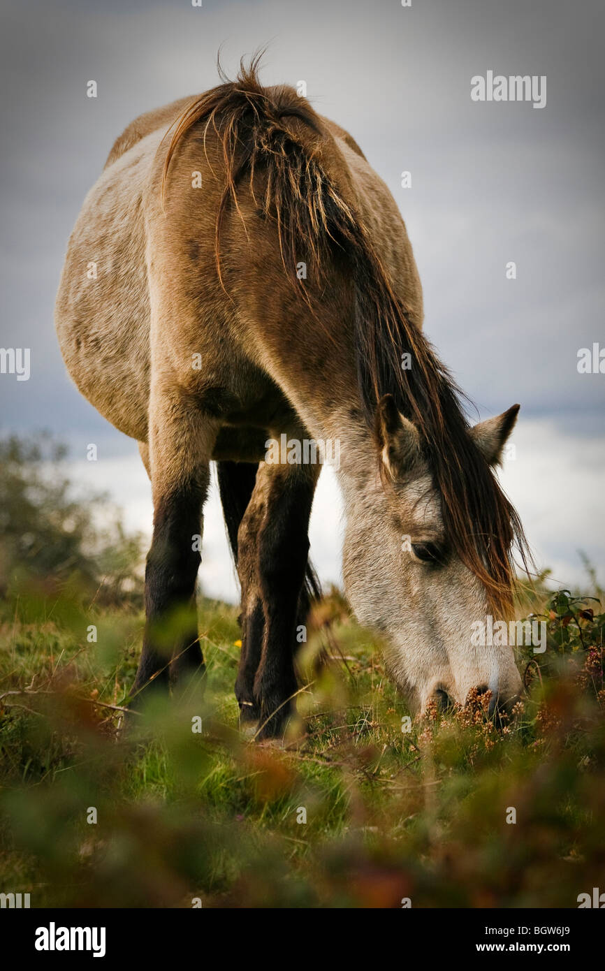 Un nuevo bosque Pony pastando Foto de stock