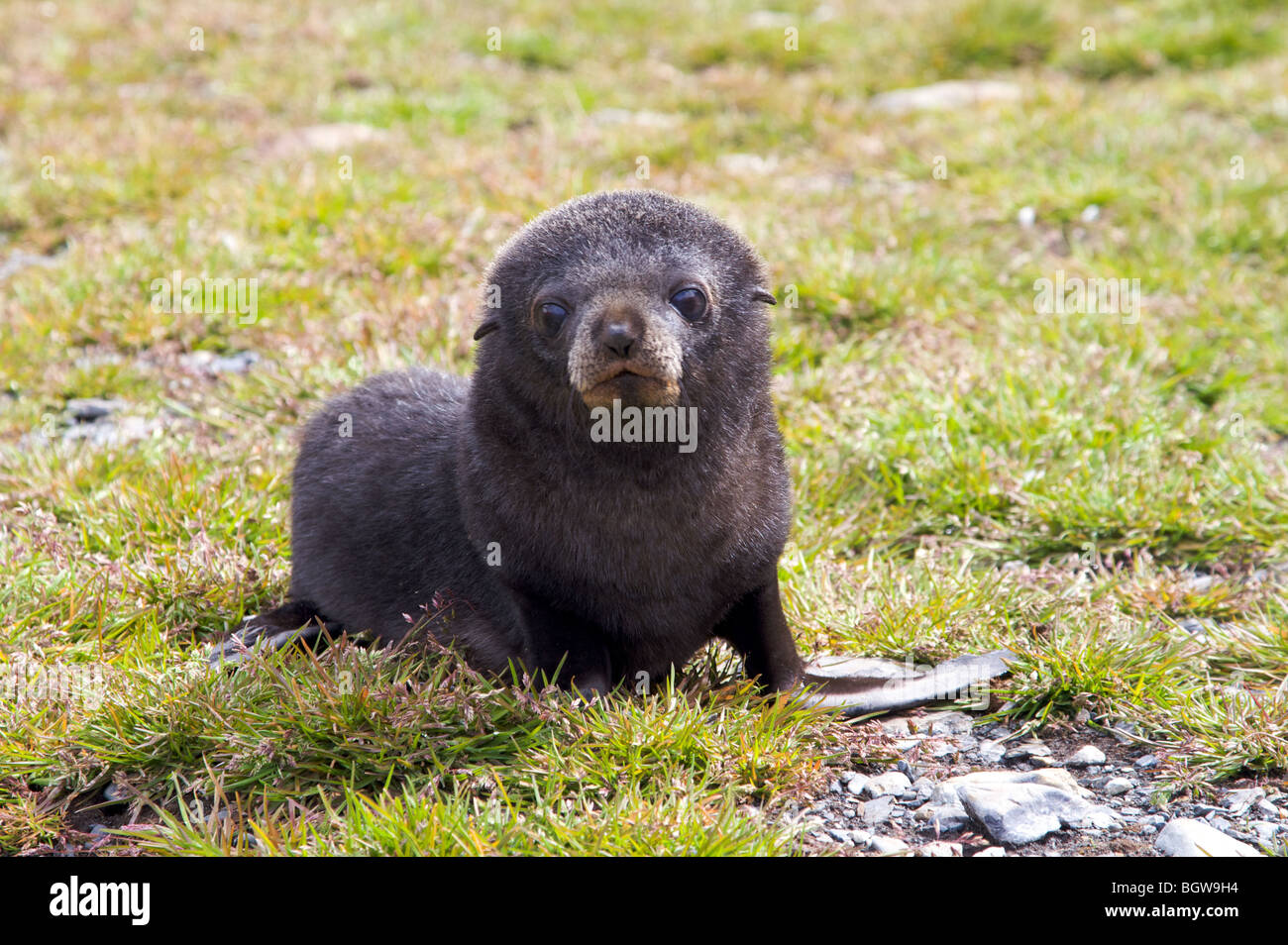 Una foca joven cachorro, Isla Georgia del Sur. Foto de stock