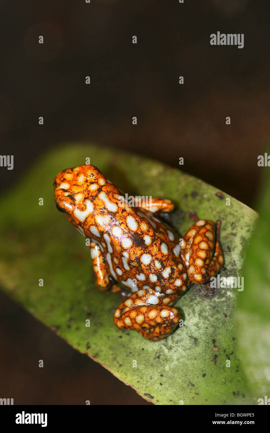 Harlequin Frog Dendrobates histrionicus dardos venenosos Morph de color Foto de stock