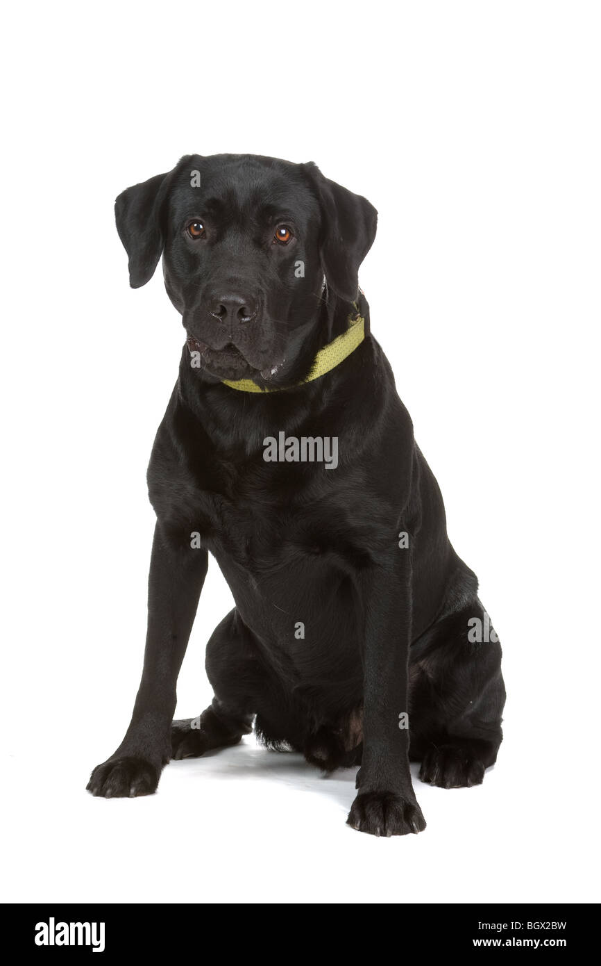 Perro perdiguero negro Imágenes recortadas de stock - Alamy