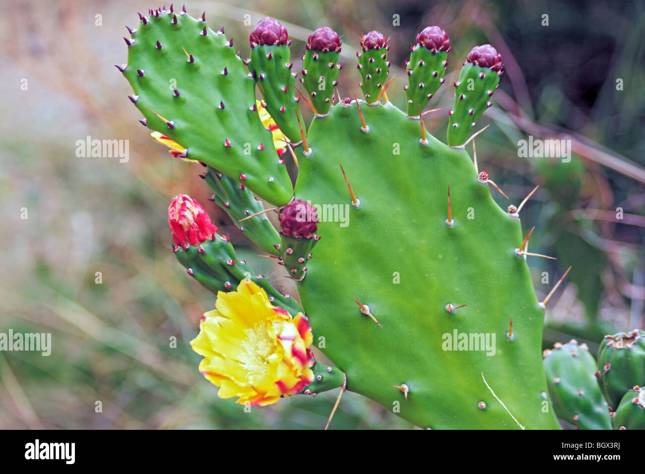 Cactus Opuntia (nopales, Tunas), el Parque Nacional Queen Elizabeth, Uganda, África Oriental Foto de stock