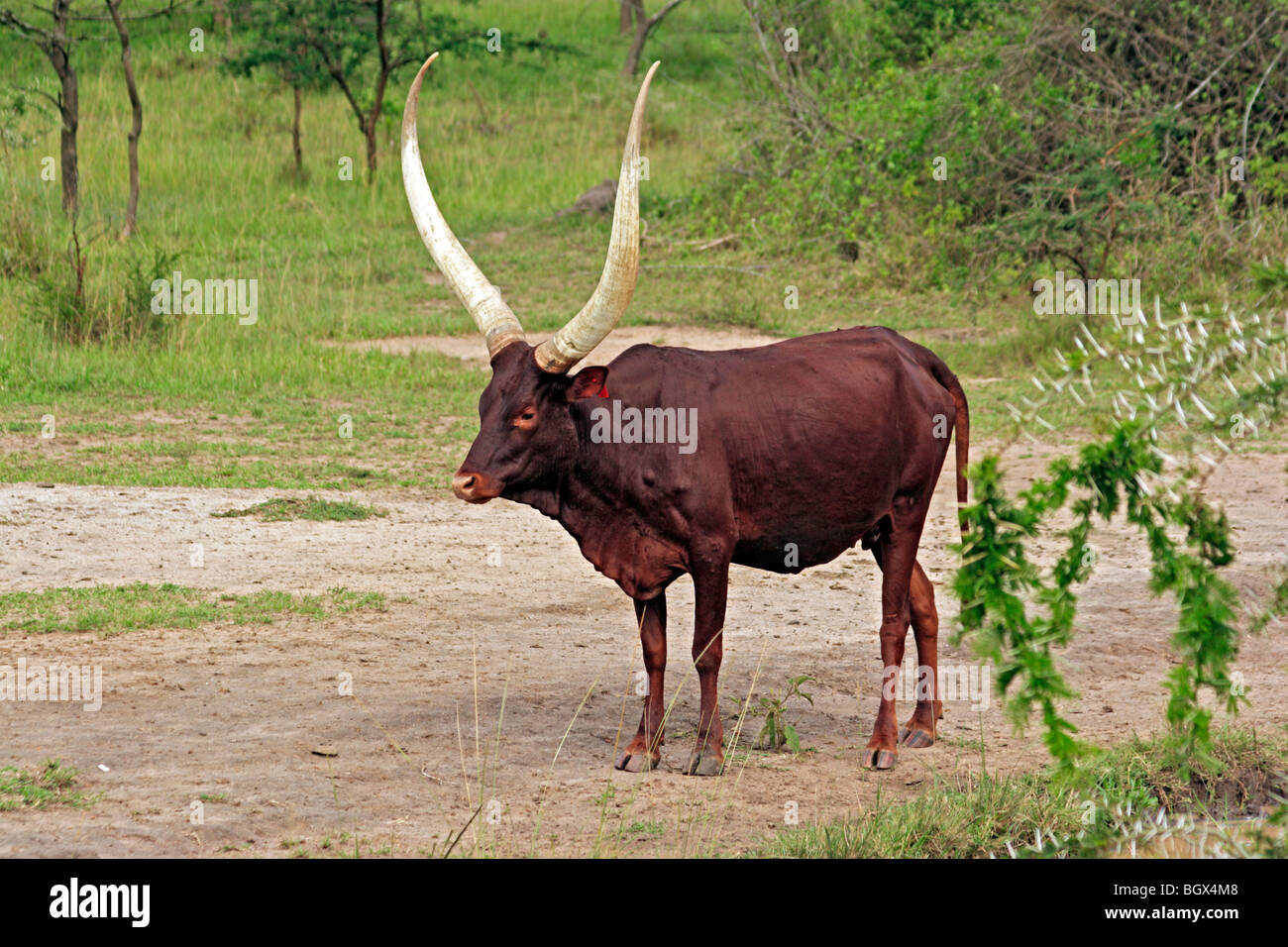 Ankole-Watusi bull, ganado, el Parque Nacional del Lago Mburo, Uganda, África Oriental Foto de stock