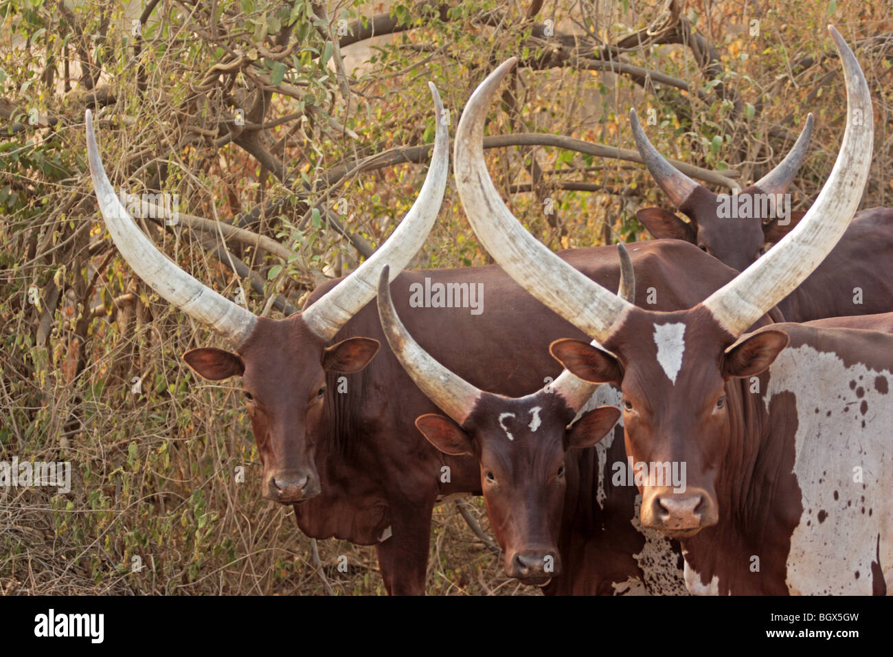 Ankole-Watusi bull, ganado, el Parque Nacional del Lago Mburo, Uganda, África Oriental Foto de stock