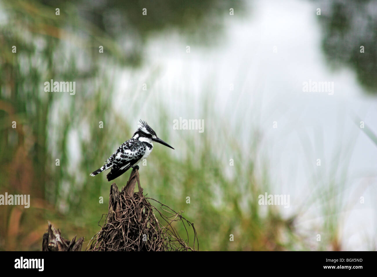 Pied Kingfisher (Ceryle rudis), el Parque Nacional del Lago Mburo, Uganda, África Foto de stock