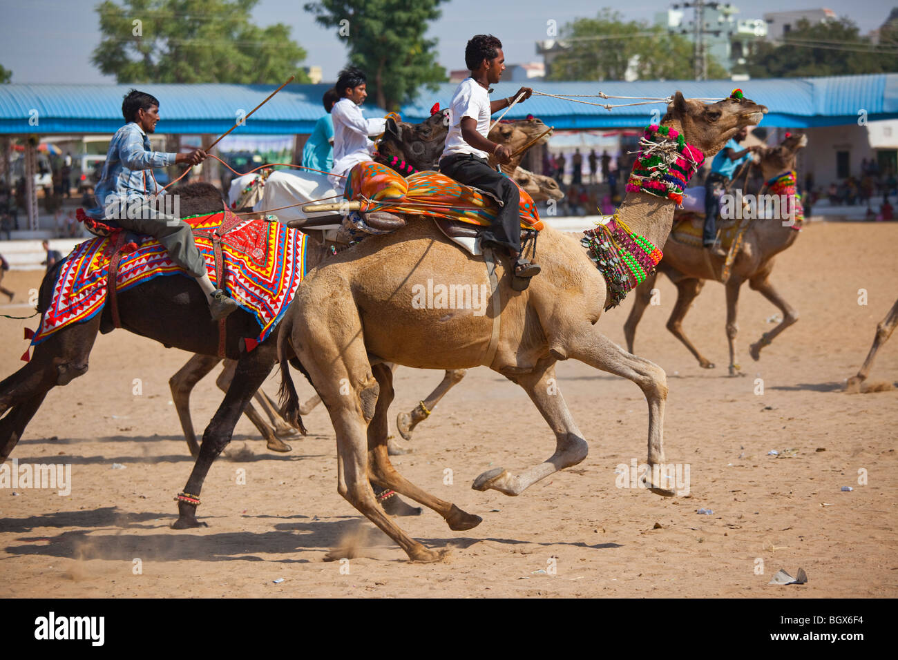 Las carreras de camellos en la Feria de camellos en Pushkar India  Fotografía de stock - Alamy