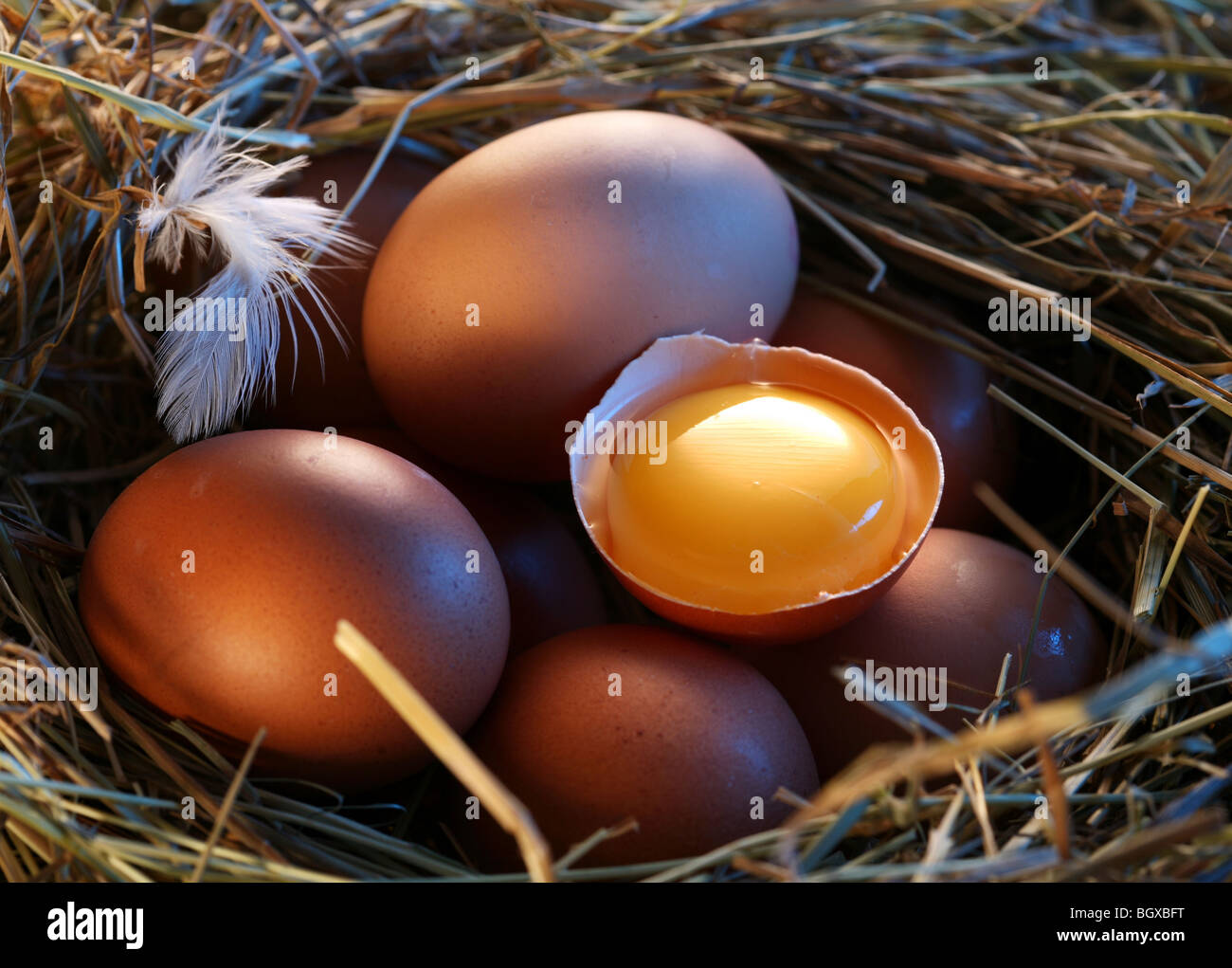 Huevos de gallina en la paja con la mitad de un huevo roto en la luz de la mañana. Foto de stock