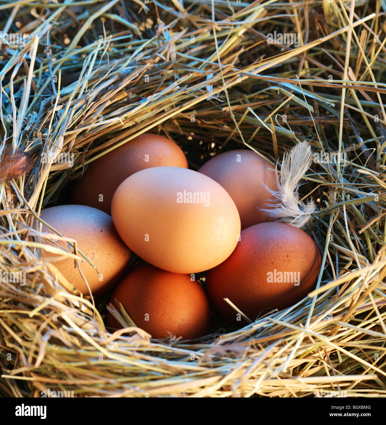 Huevos de gallina en la paja a la luz de la mañana. Foto de stock