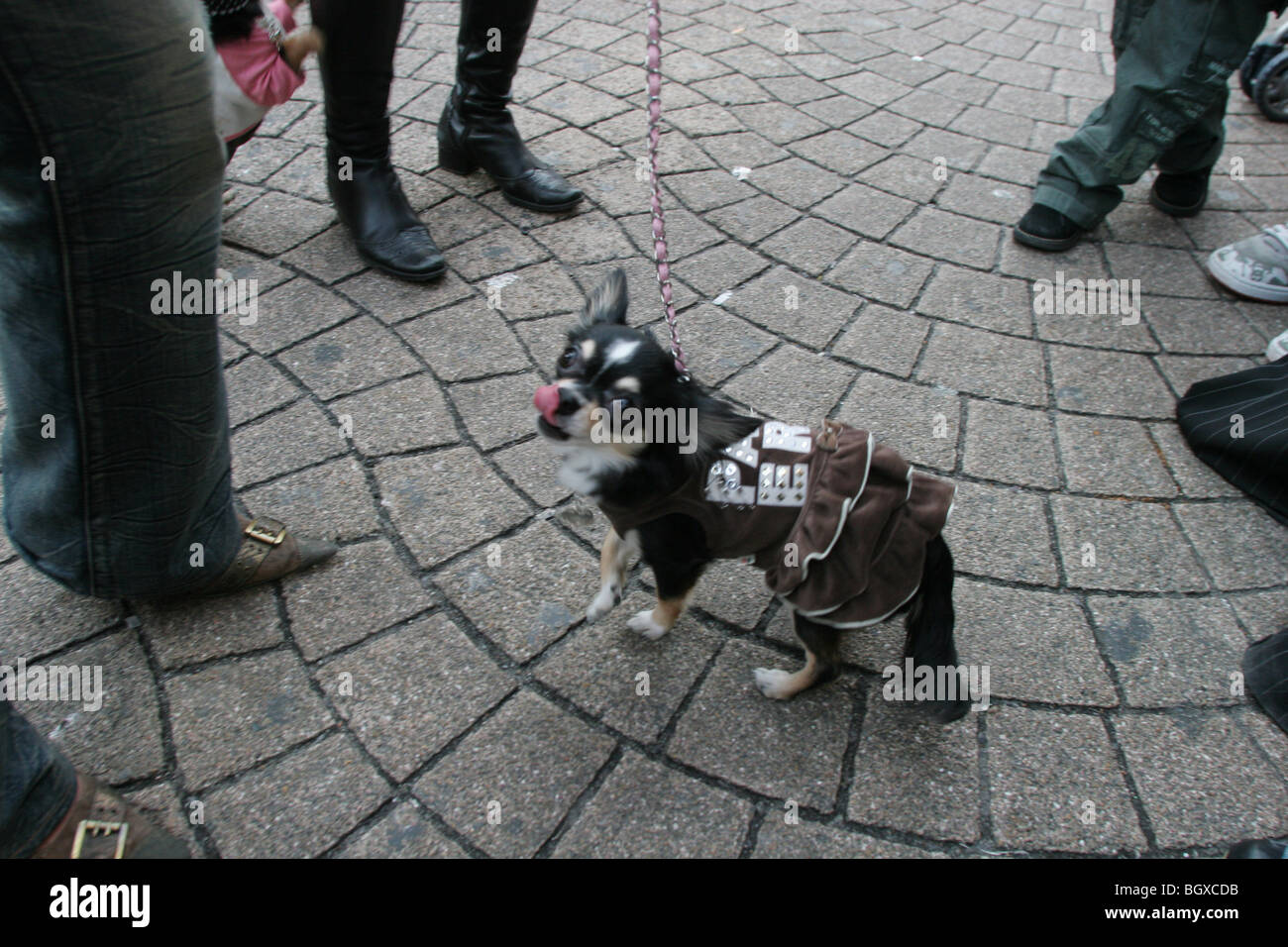 Moda japonesa para mascotas fotografías e imágenes de alta resolución