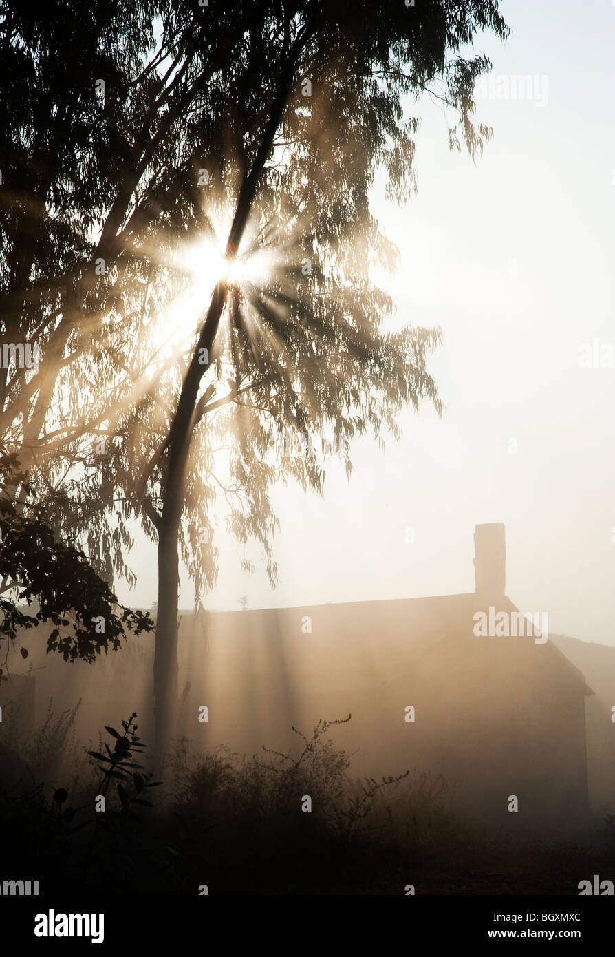 Sunburst a través de árboles por encima de un granero en la India. Silueta Foto de stock