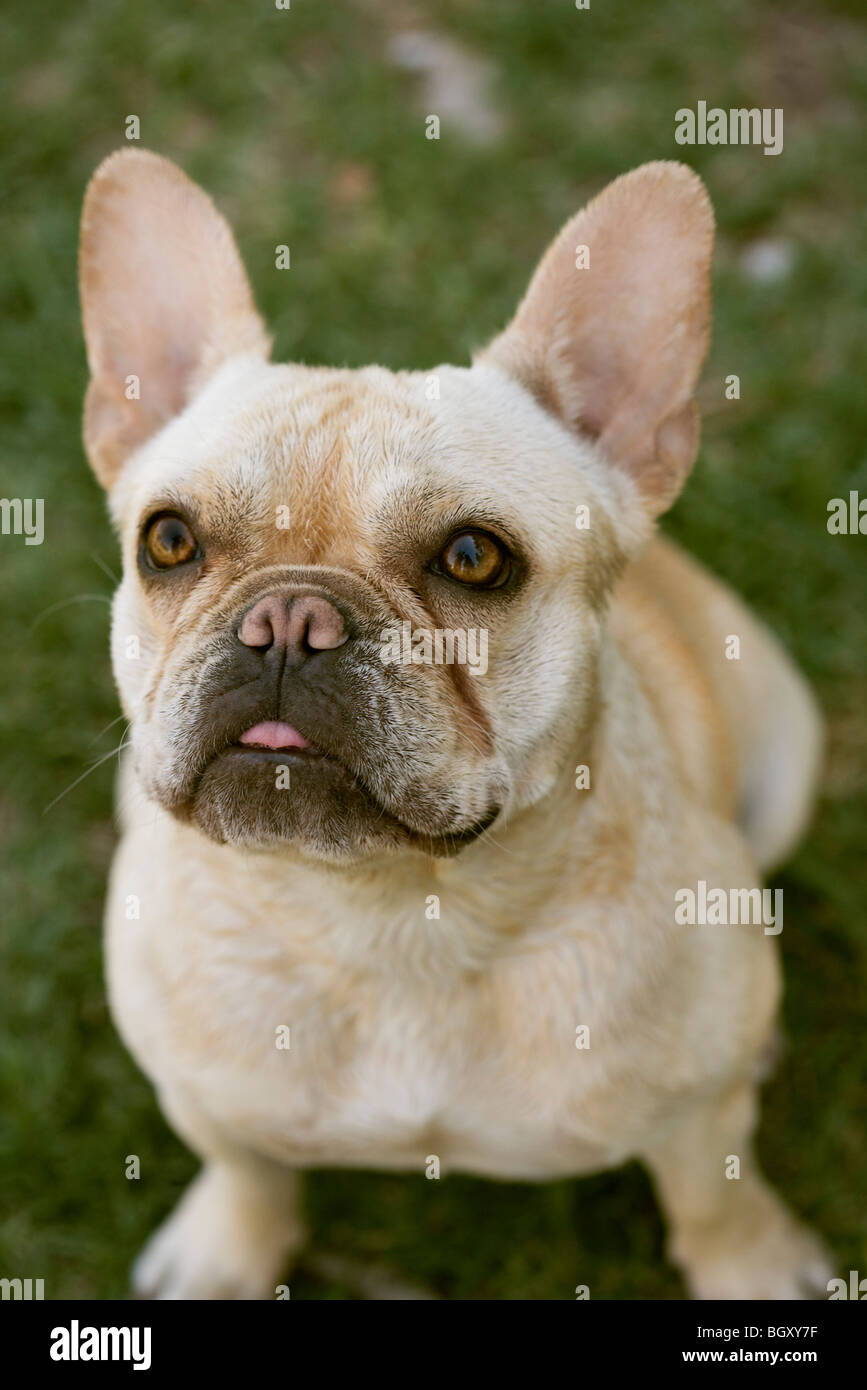 Bulldog Francés Foto de stock